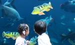 phuket aquaria 6.jpg